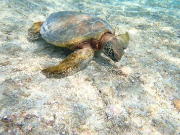 宮古島 ADVENTURE PiPi（ミヤコジマ アドベンチャー ピピ）に投稿された画像（2023/3/19）