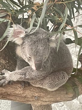 淡路ファームパーク イングランドの丘に投稿された画像（2023/3/19）