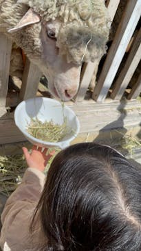 淡路ファームパーク イングランドの丘に投稿された画像（2023/3/19）