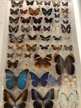 国立科学博物館に投稿された画像（2023/3/19）