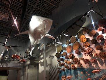 国立科学博物館に投稿された画像（2023/3/19）