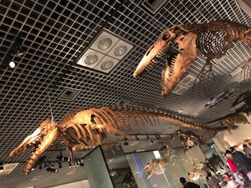 国立科学博物館に投稿された画像（2023/3/19）