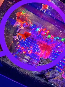 NARA KINGYO MUSEUMに投稿された画像（2023/3/19）