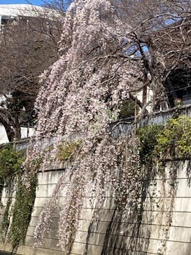 東京ウォータウェイズに投稿された画像（2023/3/19）