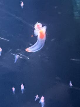 サンシャイン水族館に投稿された画像（2023/3/19）