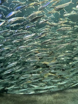 サンシャイン水族館に投稿された画像（2023/3/19）