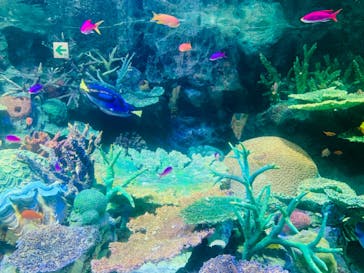 サンシャイン水族館に投稿された画像（2023/3/19）