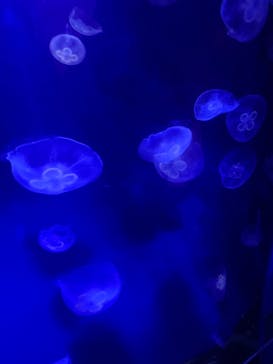 サンシャイン水族館に投稿された画像（2023/3/19）