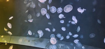 サンシャイン水族館に投稿された画像（2023/3/19）