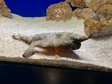 サンシャイン水族館に投稿された画像（2023/3/20）