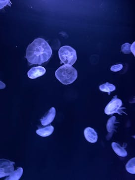 サンシャイン水族館に投稿された画像（2023/3/20）