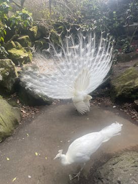 伊豆シャボテン動物公園に投稿された画像（2023/3/20）