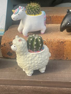 伊豆シャボテン動物公園に投稿された画像（2023/3/20）