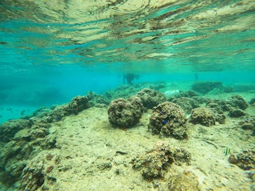 沖縄マリンサービス碧に投稿された画像（2023/3/20）