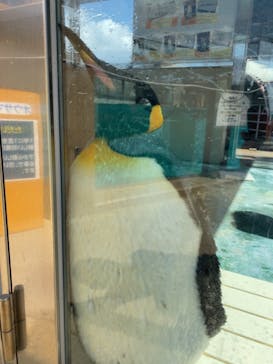 下田海中水族館に投稿された画像（2023/3/20）