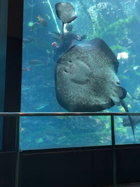 下田海中水族館に投稿された画像（2023/3/20）