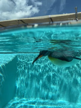 下田海中水族館に投稿された画像（2023/3/20）