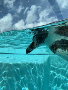 下田海中水族館に投稿された画像（2023/3/20）
