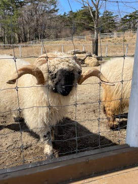 那須どうぶつ王国に投稿された画像（2023/3/20）