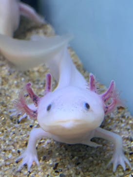 サンシャイン水族館に投稿された画像（2023/3/20）