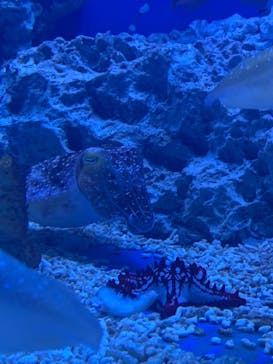 サンシャイン水族館に投稿された画像（2023/3/20）