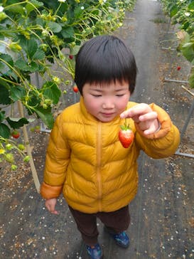 果実の里 原田農園に投稿された画像（2023/3/20）