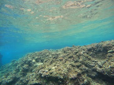 沖縄マリンサービス碧に投稿された画像（2023/3/20）