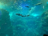 新江ノ島水族館に投稿された画像（2023/3/20）