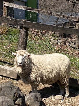 伊香保グリーン牧場に投稿された画像（2023/3/20）