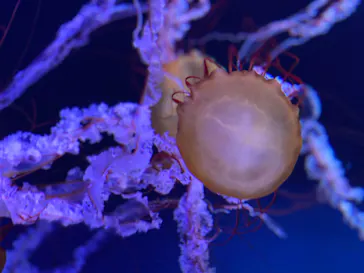 すみだ水族館に投稿された画像（2023/3/20）