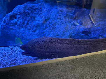 すみだ水族館に投稿された画像（2023/3/20）