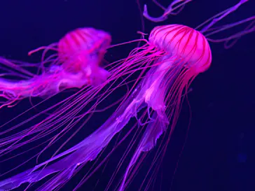 すみだ水族館に投稿された画像（2023/3/20）