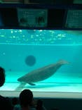 沖縄美ら海水族館に投稿された画像（2023/3/20）