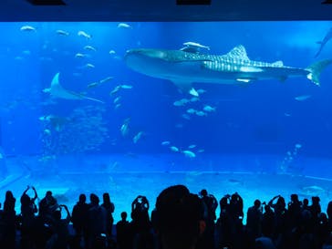 沖縄美ら海水族館に投稿された画像（2023/3/20）