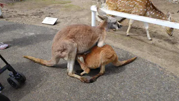 神戸どうぶつ王国に投稿された画像（2023/3/20）