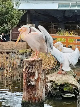 神戸どうぶつ王国に投稿された画像（2023/3/20）