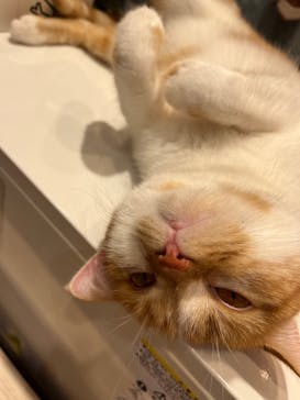 猫カフェモカ　イオンモール幕張新都心店に投稿された画像（2023/3/20）