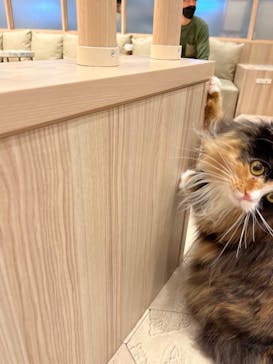 猫カフェモカ　イオンモール幕張新都心店に投稿された画像（2023/3/20）