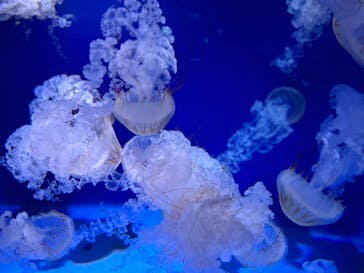 新江ノ島水族館に投稿された画像（2023/3/20）