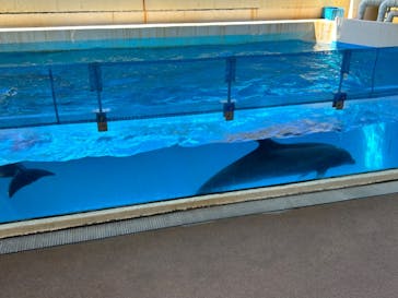 新江ノ島水族館に投稿された画像（2023/3/20）