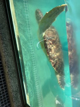 新江ノ島水族館に投稿された画像（2023/3/20）