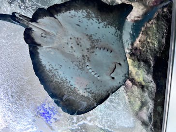 新江ノ島水族館に投稿された画像（2023/3/20）