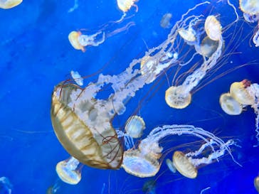 新江ノ島水族館に投稿された画像（2023/3/20）