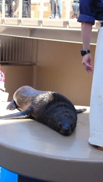 アクアワールド茨城県大洗水族館に投稿された画像（2023/3/20）