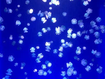 新江ノ島水族館に投稿された画像（2023/3/20）