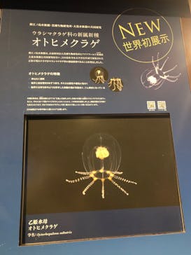 新江ノ島水族館に投稿された画像（2023/3/20）