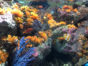 新江ノ島水族館に投稿された画像（2023/3/20）