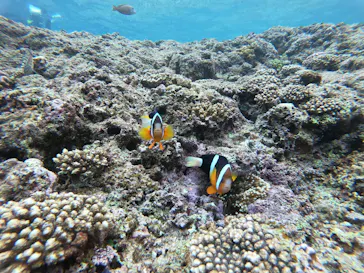 武藤潜水に投稿された画像（2023/3/20）