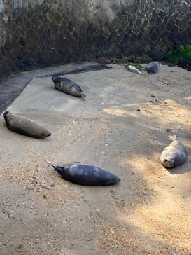 伊豆・三津シーパラダイスに投稿された画像（2023/3/20）