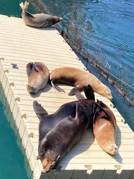 伊豆・三津シーパラダイスに投稿された画像（2023/3/20）